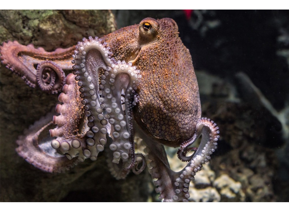 Octopus Vulgaris dit aussi poulpe commun
